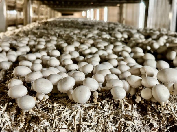 Button Mushroom Farm